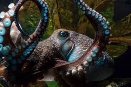 Ảnh minh họa. (Nguồn: National Aquarium of New Zealand)