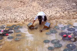 (Ảnh minh họa. Duy Khương/TTXVN)