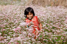 [Photo] Hà Giang đẹp mê lòng trong mùa hoa tam giác mạch