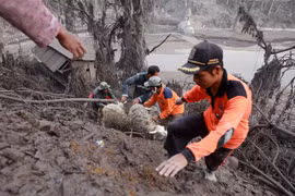 Người dân sơ tán gia súc sau khi núi lửa Semeru trên đảo Java của Indonesia phun trào trở lại vào ngày 5/12/2021. (Ảnh: THX/TTXVN)