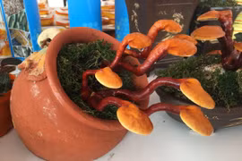 Những cây linh chi bonsai còn nhỏ đã được tạo dáng. (Ảnh: PV/Vietnam+)
