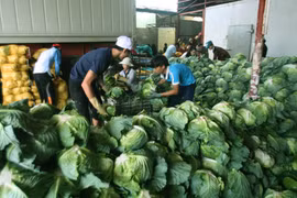 Thu hoạch bắp cải tại các vựa nông sản. (Ảnh: Đặng Tuấn/TTXVN)
