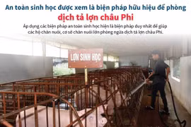 An toàn sinh học là biện pháp hữu hiệu để phòng dịch tả lợn châu Phi