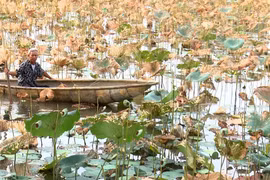 (Ảnh minh họa: Hồ Cầu/TTXVN)