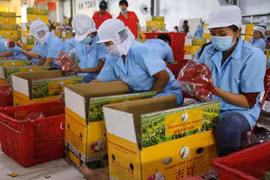 Đẩy mạnh xuất khẩu thanh long ra thị trường thế giới. (Ảnh: TTXVN)