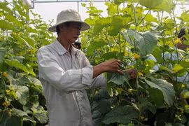 Hiệu quả cao từ mô hình trồng dưa lưới trong nhà kính ở làng nông thôn mới ấp 9, xã Lương Tâm. (Nguồn: tinhuyhaugiang.org.vn)