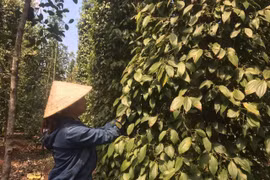 Thu hoạch tiêu tại một vườn tiêu xã Bình Ba, huyện Châu Đức, tỉnh Bà Rịa-Vũng Tàu. (Ảnh: Hoàng Nhị/TTXVN)