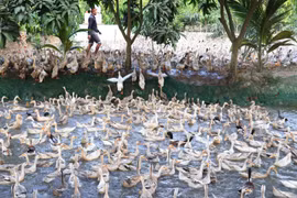 Ảnh minh họa. (Nguồn: TTXVN)