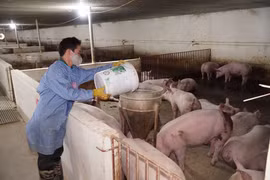 Các hộ chăn nuôi bị thiệt hại do dịch tả lợn châu Phi được hỗ trợ tài chính để giảm bớt khó khăn. (Ảnh: Chu Hiệu/TTXVN)