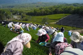 Thu hoạch chè tại Nhật Bản. (Nguồn: japanesegreenteain.com)