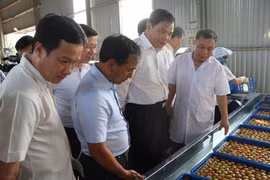 Bộ trưởng Bộ Nông nghiệp và Phát triển Nông thôn Nguyễn Xuân Cường và các đại biểu thăm nhà máy chế biến nông sản xuất khẩu Ameii Việt Nam tại xã Thanh Xá, huyện Thanh Hà. (Ảnh: Mạnh Minh/TTXVN)