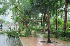 Cây xanh bị gãy tại thành phố Nha Trang, Khánh Hòa do ảnh hưởng trực tiếp của bão. (Ảnh: Phan Sáu/TTXVN)
