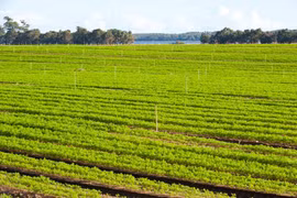 Lượng khí thải từ hoạt động trồng trọt và chăn nuôi của Australia giảm 69% trong ba thập kỷ vừa qua. (Nguồn: agric.wa.gov.au)