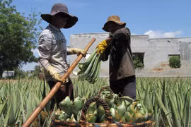 Nông dân phường Mỹ Bình, thành phố Phan Rang-Tháp Chàm thu hoạch nha đam. (Ảnh: Nguyễn Thành/TTXVN)
