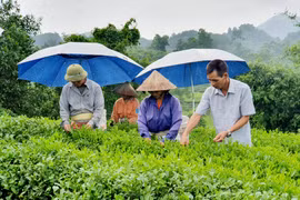 Gia đình ông Vũ Trí Long (ngoài cùng bên phải) không chỉ thoát nghèo bền vững mà còn tạo việc làm cho lao động địa phương. (Ảnh: Hồng Kiều/Vietnam+)