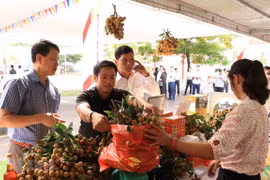 Người dân mua nhãn lồng Hưng Yên. (Ảnh: Đinh Tuấn/TTXVN)