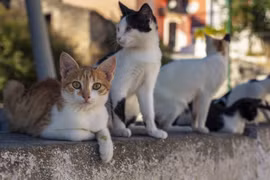(Nguồn: thepeninsulaqatar.com)