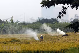 Một phần khói từ những vụ đốt rơm rạ này bay vào nội thành, gây ra tình trạng ô nhiễm không khí trầm trọng. (Ảnh: Huy Hùng/TTXVN) 