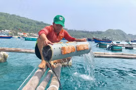 Anh Nguyễn Xuân Hiển lấy mực giống từ bên trong những chiếc ống nhựa. (Ảnh: Phạm Kha/TTXVN)