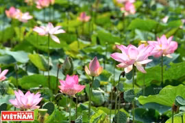 Những bông sen hồng tại Đồng Sen Gò Tháp bung nở khoe vẻ đẹp thanh khiết trong nắng sớm. 
