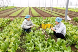 Cơ sở sản xuất rau an toàn Thanh Hà, xã Ninh Sở, huyện Thường Tín. (Ảnh: Vũ Sinh/TTXVN) 