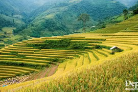 Hai thời điểm được xem là đẹp nhất ở Mù Cang Chải là mùa đổ nước (tháng 4-5) và mùa lúa chín (tháng 9-10). (Ảnh: Trần Giáp)