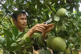 Người dân huyện Mai Sơn, tỉnh Sơn La chăm sóc, cắt tỉa cành cho trái bưởi da xanh đạt chất lượng. (Ảnh: Nguyễn Cường/TTXVN)