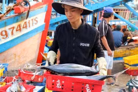 Ảnh minh họa. (Nguồn: TTXVN)