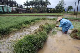 Tranh thủ khi có nước, người dân gieo cấy rau màu trên cánh đồng. (Ảnh: Phan Tuấn Anh/TTXVN)