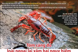 [Infographics] Tôm càng đỏ - loài ngoại lai xâm hại nguy hiểm 