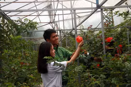 Trang trại Bio Frech là nơi trồng nhiều giống hoa hồng ngoại nhập nhất tại Đà Lạt. (Ảnh: Đặng Tuấn/TTXVN)