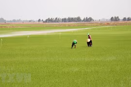 Chăm sóc lúa tại huyện Hòn Đất, Kiên Giang. (Ảnh: Lê Huy Hải/TTXVN)