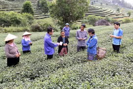 Nhiều diện tích chè ở Lai Châu sản xuất theo tiêu chuẩn Vietgap. (Ảnh: Việt Hoàng/TTXVN)