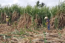 Nông dân thu hoạch mía. (Ảnh: Trung Hiếu/TTXVN)