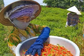 Thu hoạch ớt. (Nguồn: TTXVN)
