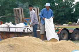 Nông dân Thái Lan đổ thóc vừa gặt tại tỉnh Lopburi, cách thủ đô Bangkok 245km. (Nguồn: EPA/TTXVN) 