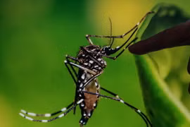 Muỗi Aedes, vật trung gian lây truyền virus Zika. (Nguồn: THX/TTXVN)