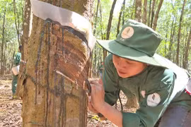Công nhân Công ty cao su Việt Lào tại tỉnh Attapeu cạo mủ cao su. (Ảnh: Đỗ Bá Thành/TTXVN)