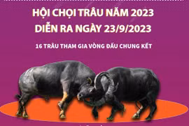 [Infographics] Hấp dẫn Lễ hội chọi trâu truyền thống Đồ Sơn năm 2023