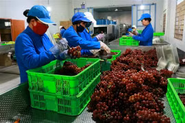 Sơ chế sản phẩm nho tươi để đưa đi tiêu thụ từ liên kết sản xuất với người dân tại Trang trại nho Ba Mọi, xã Phước Thuận, huyện Ninh Phước, tỉnh Ninh Thuận. (Ảnh: Nguyễn Thành/TTXVN)