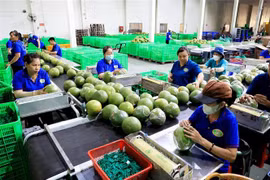 Dây chuyền dán mác, đóng bao bì sản phẩm bưởi da xanh. (Ảnh: Hồng Đạt/TTXVN)
