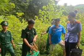Lai Châu: Bắt 3 đối tượng vận chuyển sâm từ Trung Quốc vào Việt Nam
