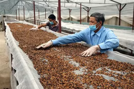 Sản phẩm càphê của Hợp tác xã Bích Thao (Sơn La) đạt tiêu chuẩn OCOP 5 sao quốc gia. (Ảnh: Hữu Quyết/TTXVN)