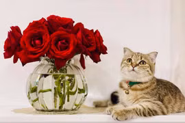 Hình tượng con Mèo trong văn hóa Việt Nam và thế giới cũng có rất nhiều điểm độc đáo và khác biệt. 