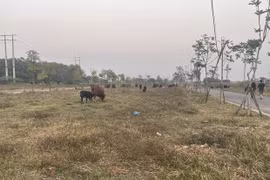 Một dự án chậm triển khai tại Mê Linh. (Ảnh: Linh Khánh/Vietnam+) 