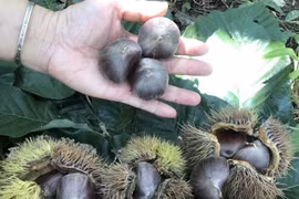 Cao Bằng: Phát triển thương hiệu đặc sản nổi tiếng hạt dẻ Trùng Khánh