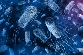 Vụ ngộ độc bánh mỳ ở Đồng Tháp: 25 mẫu bệnh phẩm dương tính với Salmonella
