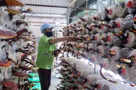 Thu hoạch nấm linh chi sừng hươu tại Công ty TNHH công nghệ sinh học Phú Gia, Thái Nguyên. (Ảnh: Trần Trang/TTXVN)