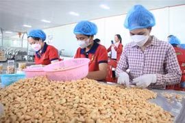 Công đoạn đóng gói hạt điều. (Ảnh: K GỬIH/TTXVN)