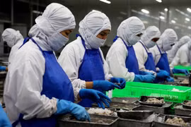 Chế biến tôm xuất khẩu tại Công ty Phát triển Kinh tế Duyên Hải - COFIDEC, Khu công nghiệp Vĩnh Lộc, huyện Bình Chánh, Thành phố Hồ Chí Minh. (Ảnh: Hồng Đạt/TTXVN)